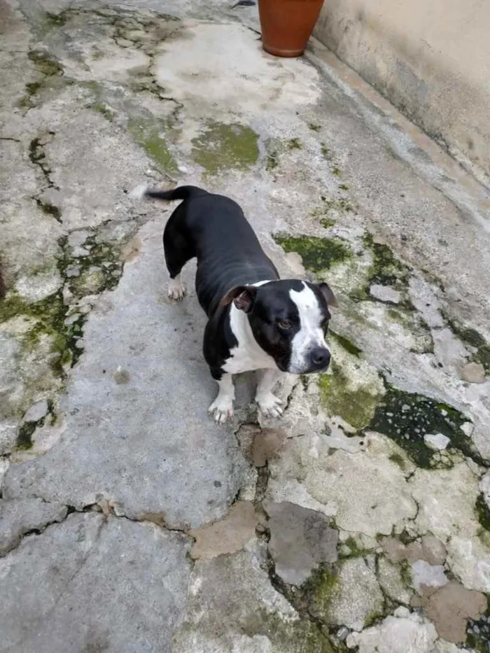 Cachorro ra a bull terrier com pitbull idade 5 anos nome Lince negra 