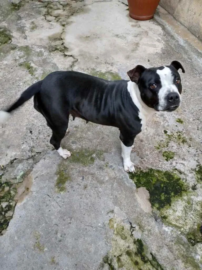 Cachorro ra a bull terrier com pitbull idade 5 anos nome Lince negra 