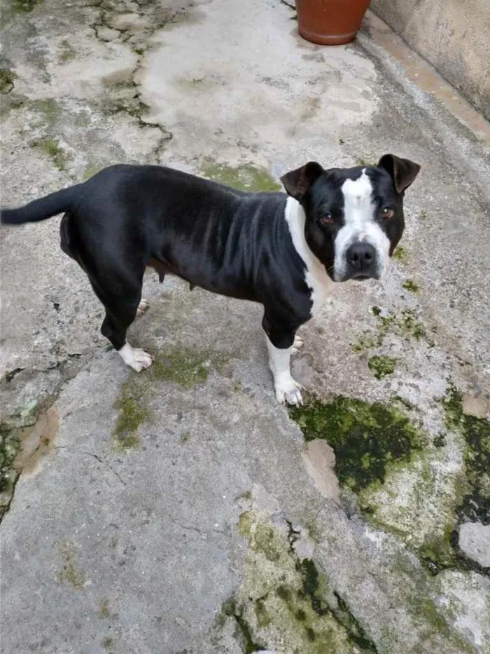 Cachorro ra a bull terrier com pitbull idade 5 anos nome Lince negra 