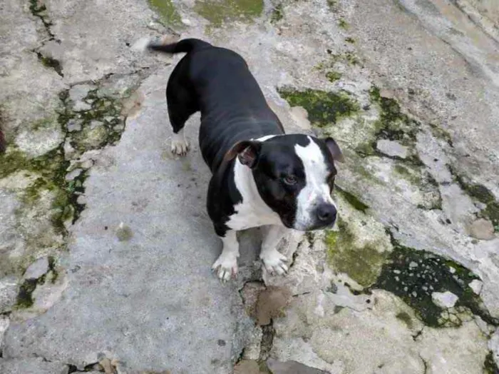 Cachorro ra a bull terrier com pitbull idade 5 anos nome Lince negra 