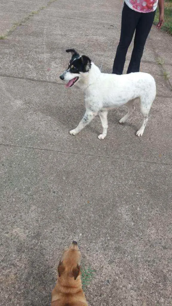 Cachorro raça SRD idade 2 anos nome Branca