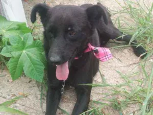 Cachorro raça SRD idade 2 anos nome Neguinho