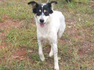 Cachorro raça SRD idade 2 anos nome Branca