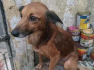 Cachorro raça SRD idade 2 anos nome Pulga