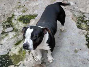 Cachorro raça bull terrier com pitbull idade 5 anos nome Lince negra 
