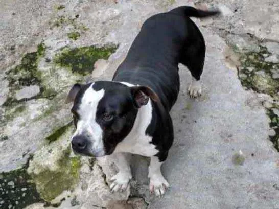 Cachorro ra a bull terrier com pitbull idade 5 anos nome Lince negra 