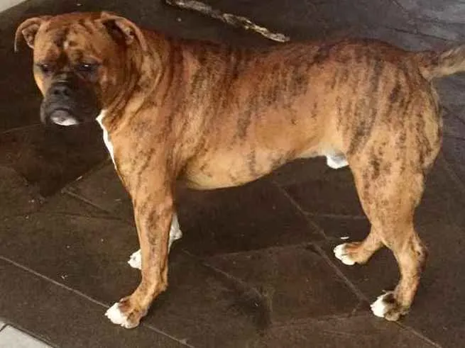 Cachorro ra a Buldogue campeiro com Boxer  idade 7 a 11 meses nome Theo