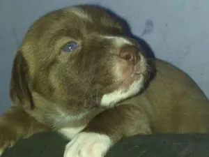 Cachorro raça Srd idade Abaixo de 2 meses nome Cacau