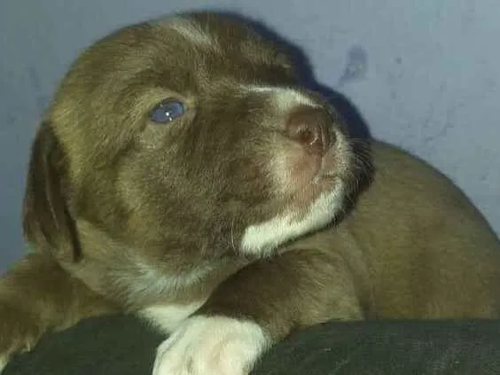 Cachorro ra a Srd idade Abaixo de 2 meses nome Cacau