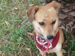 Cachorro raça SRD idade 3 anos nome Flor