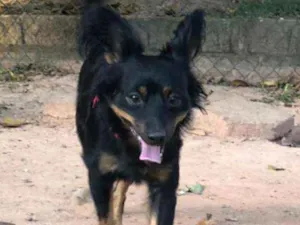Cachorro raça SRD idade 1 ano nome Bob