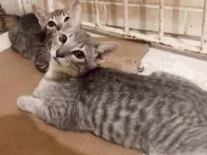 Gato raça SRD idade 7 a 11 meses nome Sem nome 