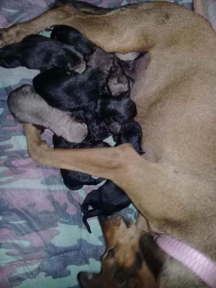 Cachorro raça Sem raça definida  idade Abaixo de 2 meses nome Sem nome