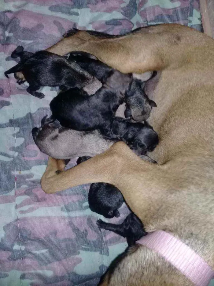Cachorro raça Sem raça definida  idade Abaixo de 2 meses nome Sem nome