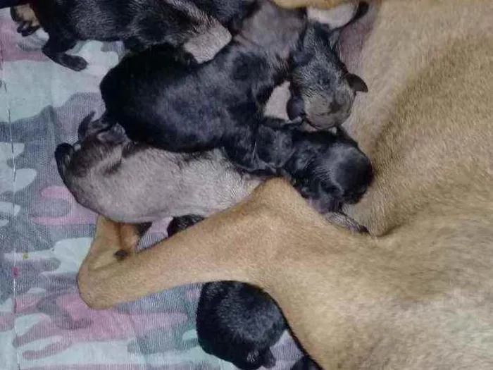 Cachorro raça Sem raça definida  idade Abaixo de 2 meses nome Sem nome