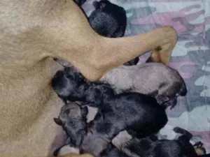 Cachorro raça Sem raça definida  idade Abaixo de 2 meses nome Sem nome