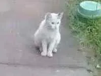 Gato ra a Rnd idade  nome Sem nome