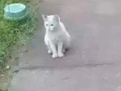 Gato ra a Rnd idade  nome Sem nome