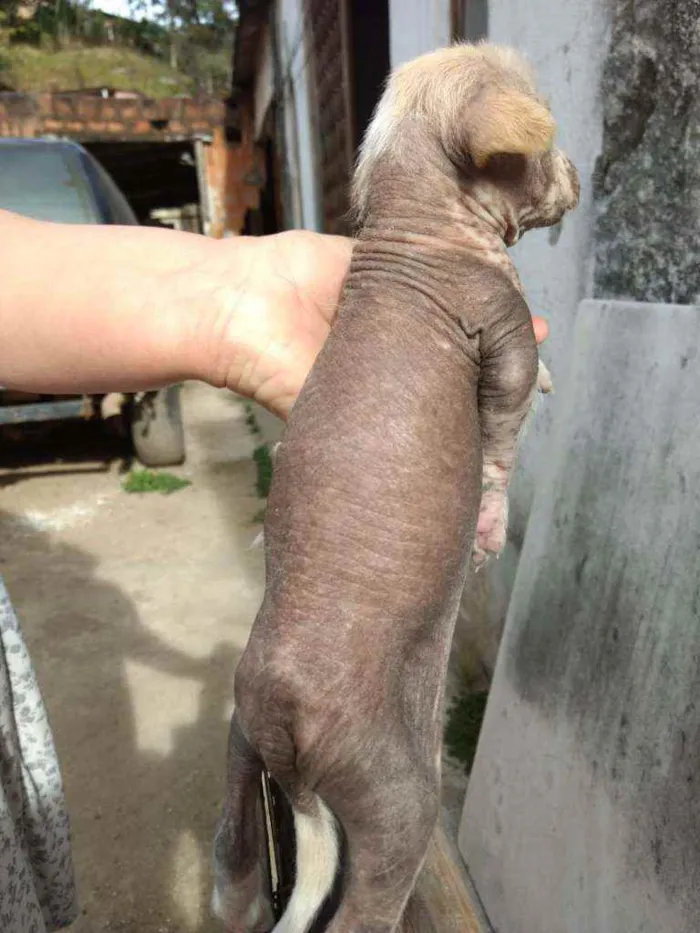 Cachorro ra a Mestiço, Xolo Mexicano + VL idade Abaixo de 2 meses nome Filhote