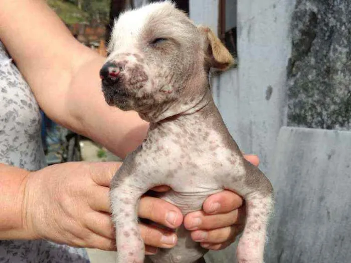 Cachorro ra a Mestiço, Xolo Mexicano + VL idade Abaixo de 2 meses nome Filhote