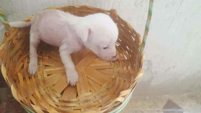 Cachorro ra a Mestiço, Xolo Mexicano + VL idade Abaixo de 2 meses nome Filhote