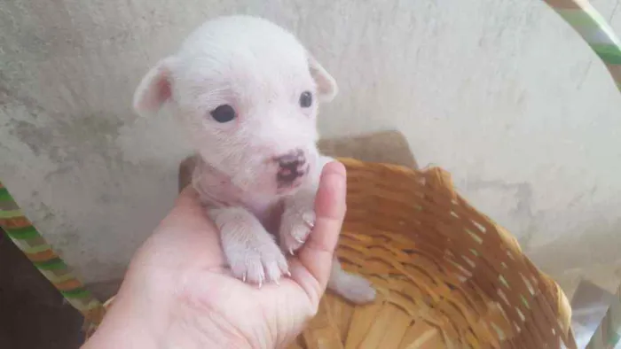 Cachorro ra a Mestiço, Xolo Mexicano + VL idade Abaixo de 2 meses nome Filhote