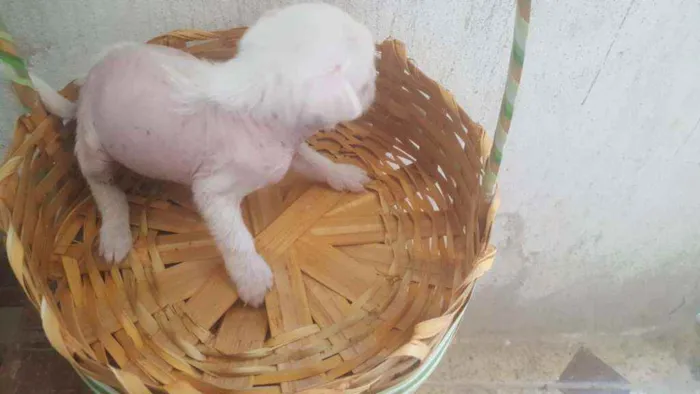 Cachorro ra a Mestiço, Xolo Mexicano + VL idade Abaixo de 2 meses nome Filhote