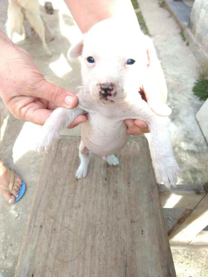 Cachorro ra a Mestiço, Xolo Mexicano + VL idade Abaixo de 2 meses nome Filhote