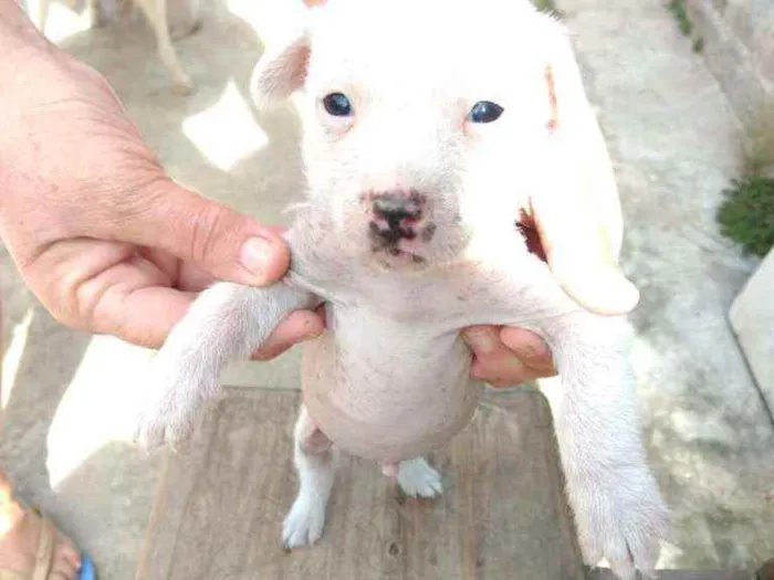 Cachorro ra a Mestiço, Xolo Mexicano + VL idade Abaixo de 2 meses nome Filhote