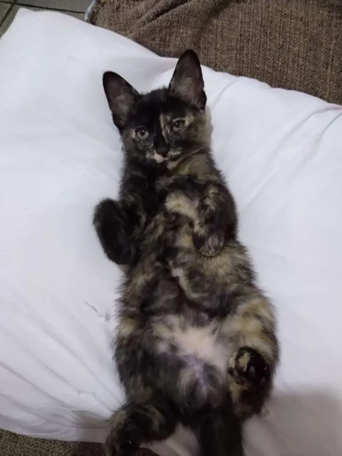 Gato raça SRD idade 2 a 6 meses nome LAGARTINHA