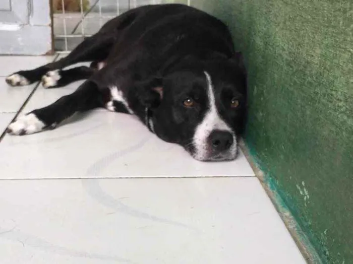 Cachorro ra a Vira Lata idade 5 anos nome Desconhecido 