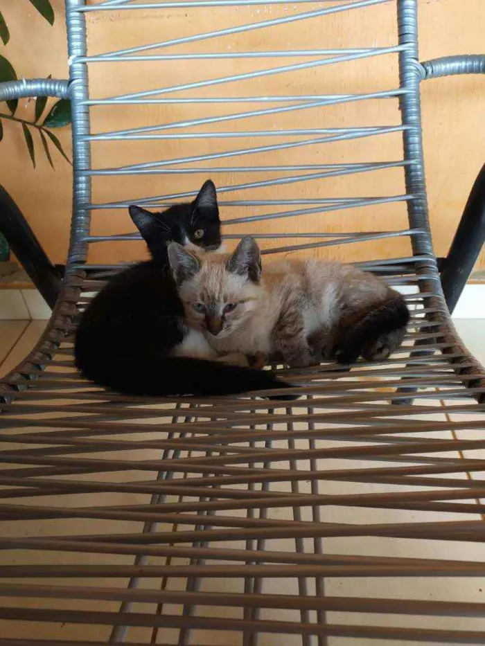 Gato raça  idade 2 a 6 meses nome Sem nome