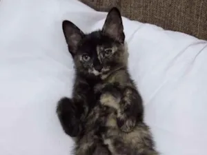 Gato raça SRD idade 2 a 6 meses nome LAGARTINHA