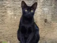 MORCEGUINHO