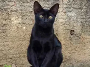 Gato raça SRD idade 7 a 11 meses nome MORCEGUINHO
