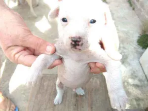 Cachorro raça Mestiço, Xolo Mexicano + VL idade Abaixo de 2 meses nome Filhote
