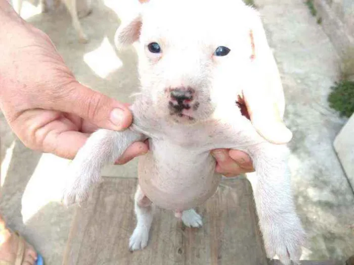 Cachorro ra a Mestiço, Xolo Mexicano + VL idade Abaixo de 2 meses nome Filhote