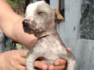 Cachorro raça Mestiço, Xolo Mexicano + VL idade Abaixo de 2 meses nome Filhote