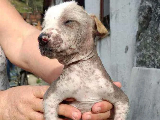 Cachorro ra a Mestiço, Xolo Mexicano + VL idade Abaixo de 2 meses nome Filhote