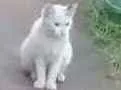 Gato raça Rnd idade  nome Sem nome