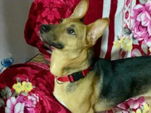 Cachorro raça Srd  idade  nome Maria