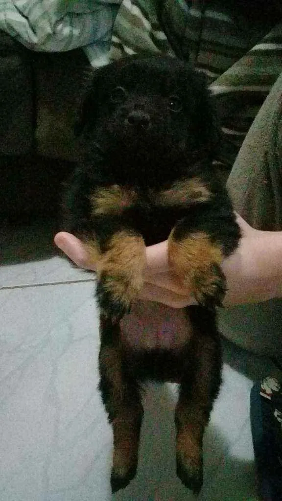 Cachorro ra a Vira Lata idade Abaixo de 2 meses nome Sem Nome