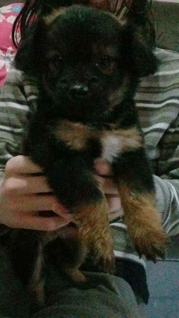 Cachorro ra a Vira Lata idade Abaixo de 2 meses nome Sem Nome