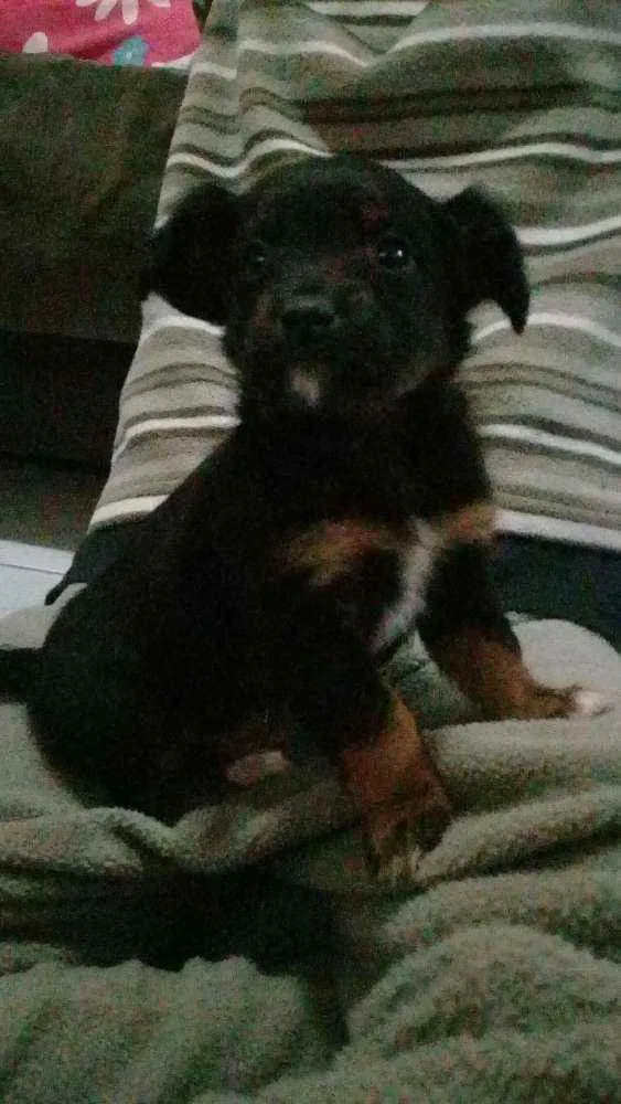 Cachorro ra a Vira Lata idade Abaixo de 2 meses nome Sem Nome