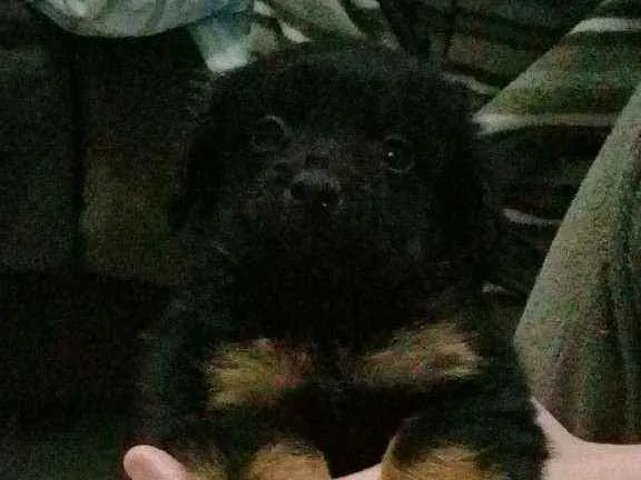 Cachorro ra a Vira Lata idade Abaixo de 2 meses nome Sem Nome