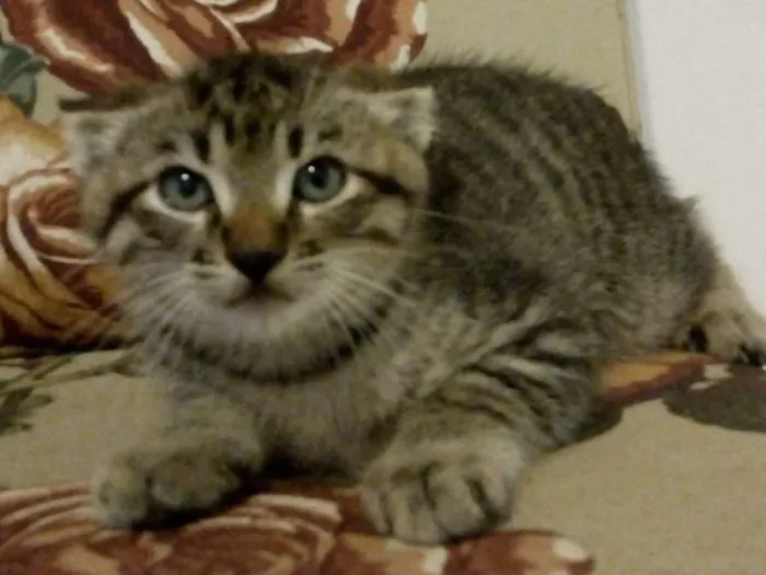 Gato raça SRD idade 2 a 6 meses nome - 