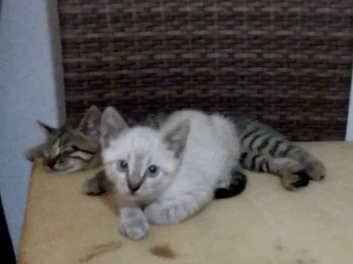 Gato raça SRD idade 2 a 6 meses nome - 