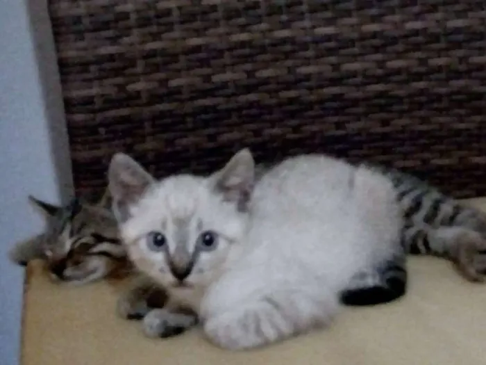 Gato raça SRD idade 2 a 6 meses nome - 