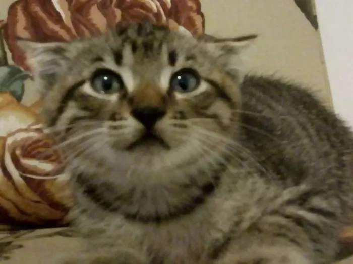 Gato raça SRD idade 2 a 6 meses nome - 