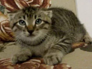 Gato raça SRD idade 2 a 6 meses nome - 